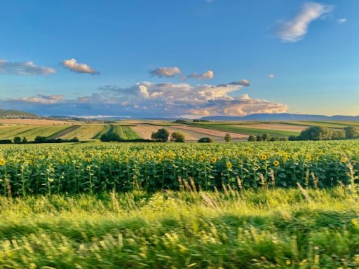 Paysage rural avec des champs de maïs sous un ciel bleu et nuageux.